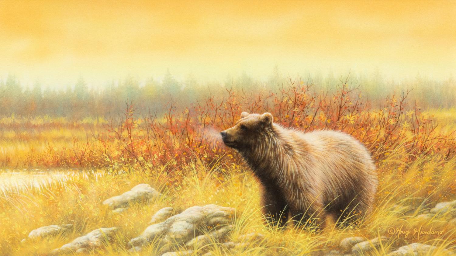 Silver Tip Grizzly