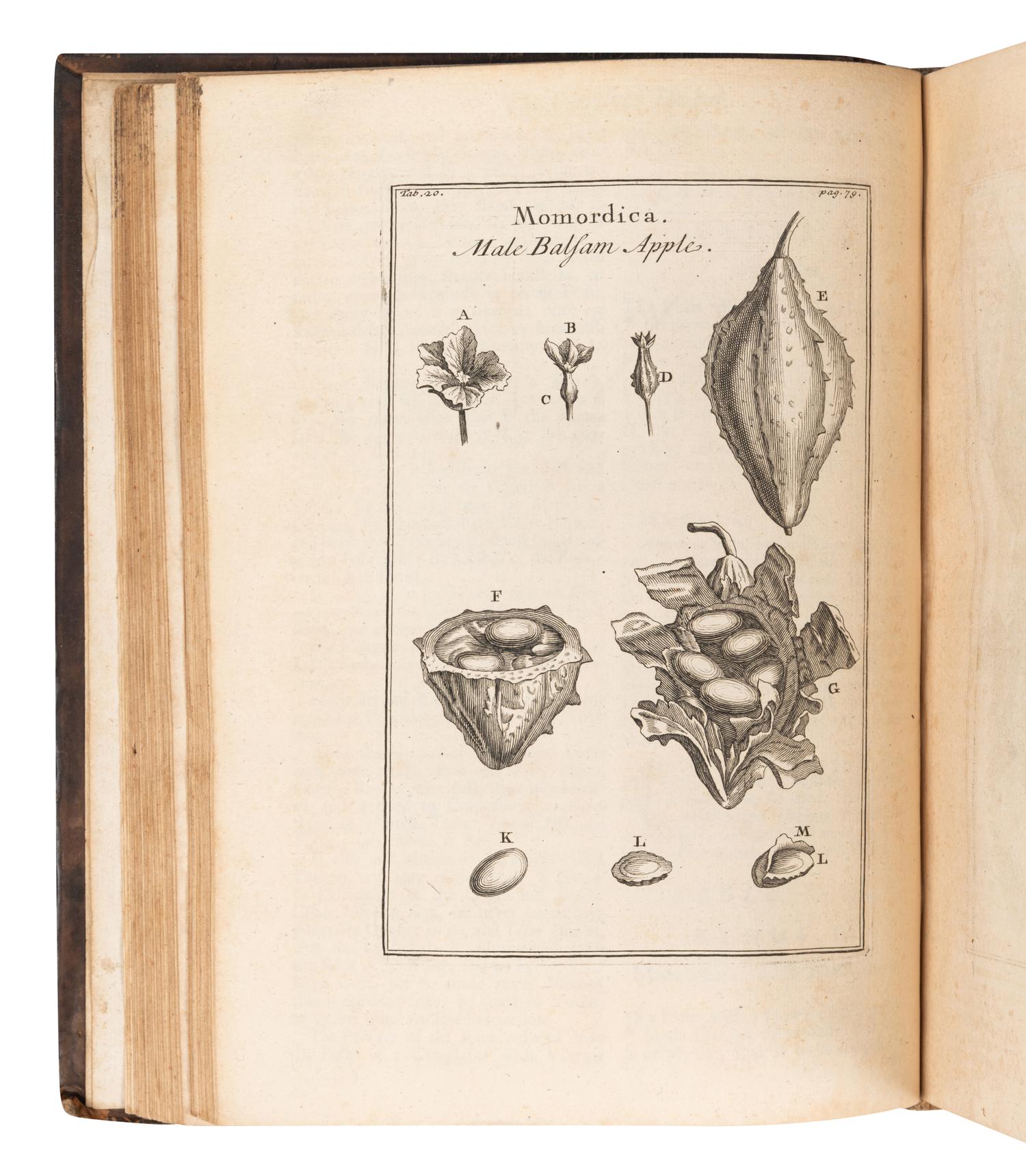 [GARDENS & FLORA]. A group of 8 works, including: