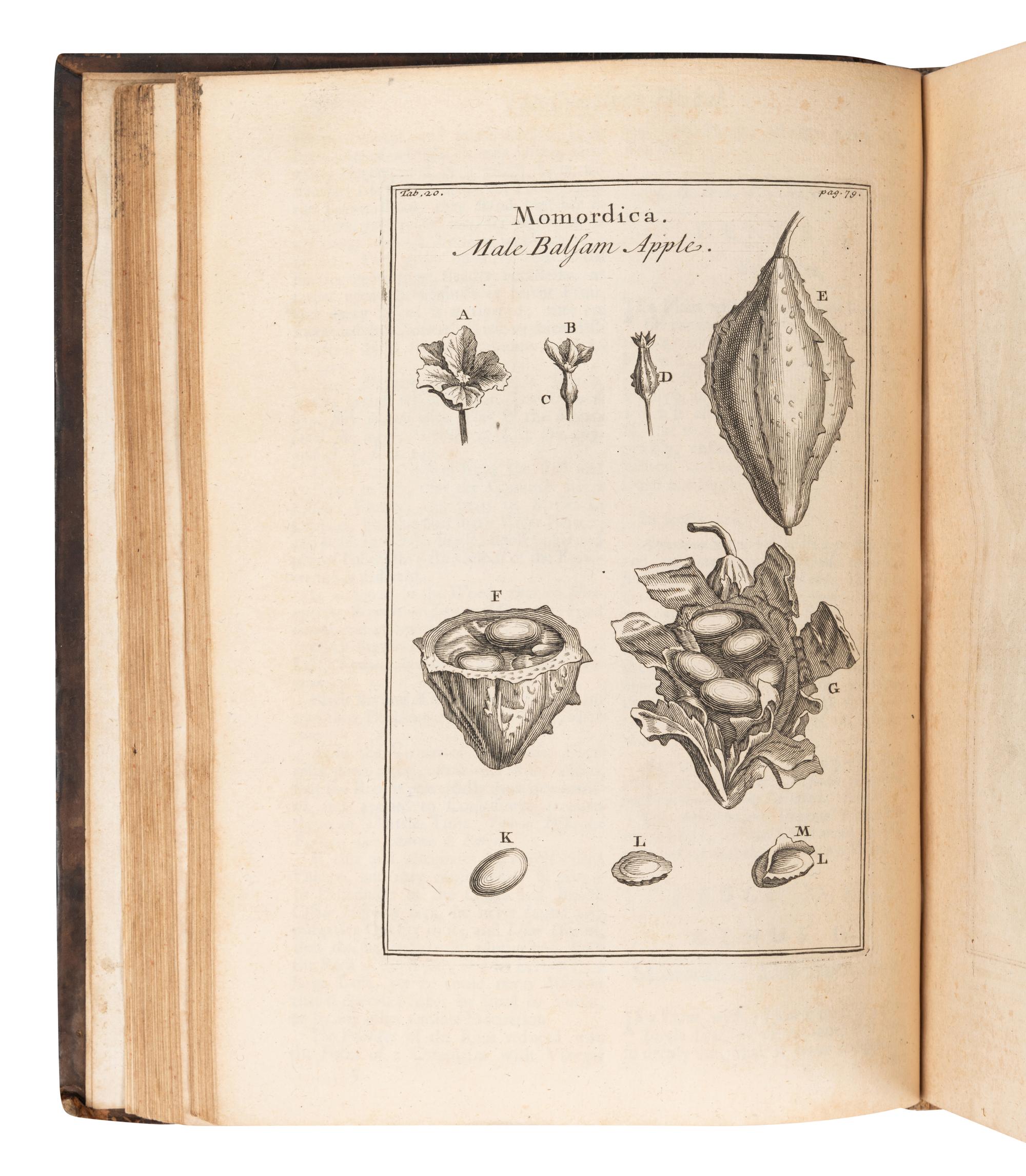 [GARDENS & FLORA]. A group of 8 works, including: