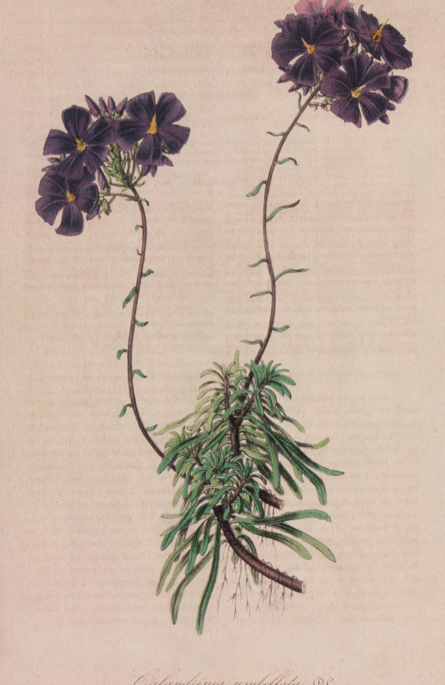 A Set of Six Hand-Colored Botanical Lithographs from L'illustration Horticole: Journal Special Des Serres Et Des Jardins