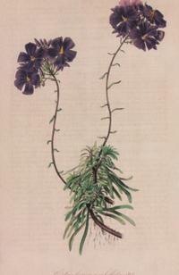 A Set of Six Hand-Colored Botanical Lithographs from L'illustration Horticole: Journal Special Des Serres Et Des Jardins