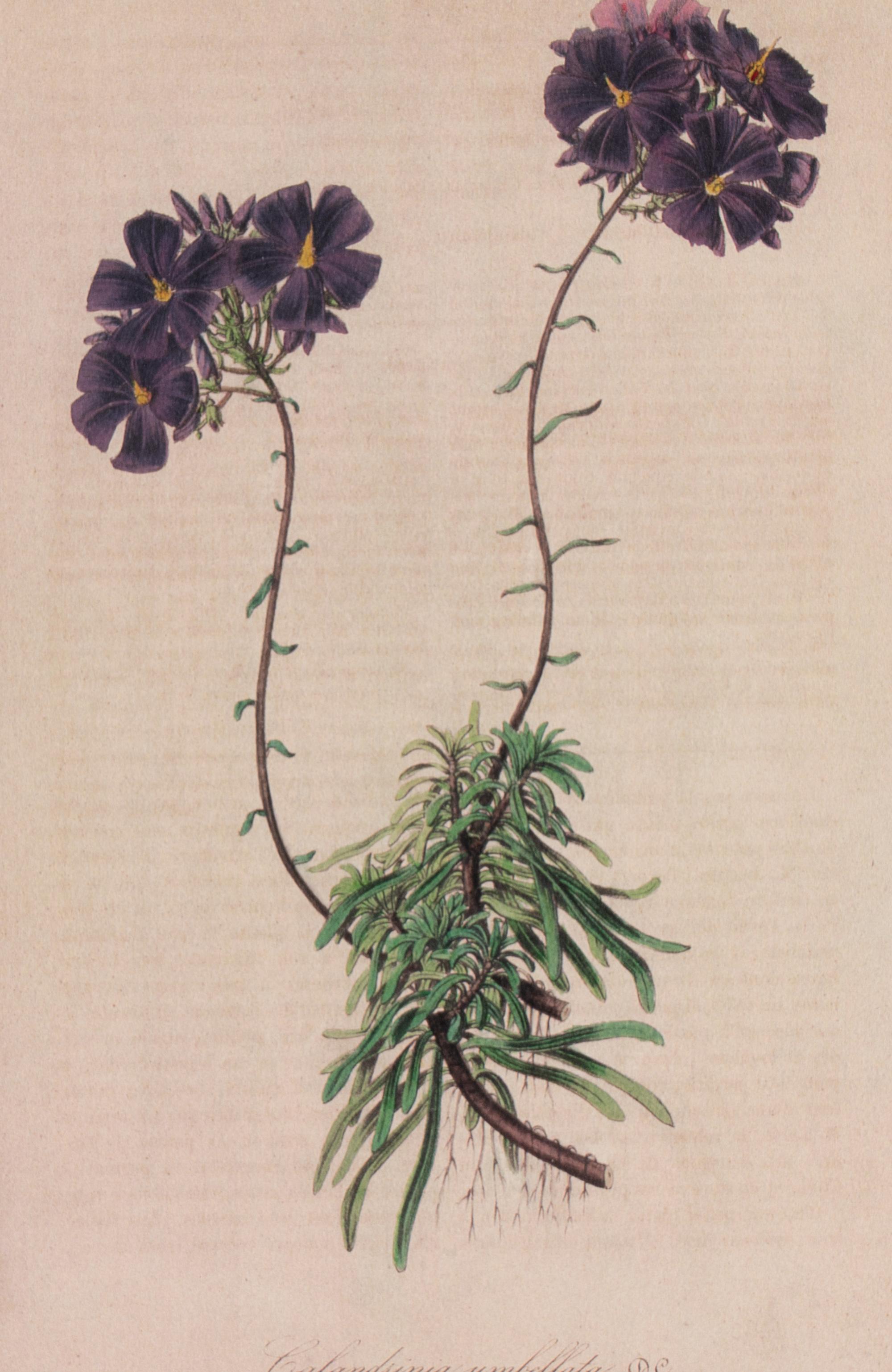 A Set of Six Hand-Colored Botanical Lithographs from L'illustration Horticole: Journal Special Des Serres Et Des Jardins