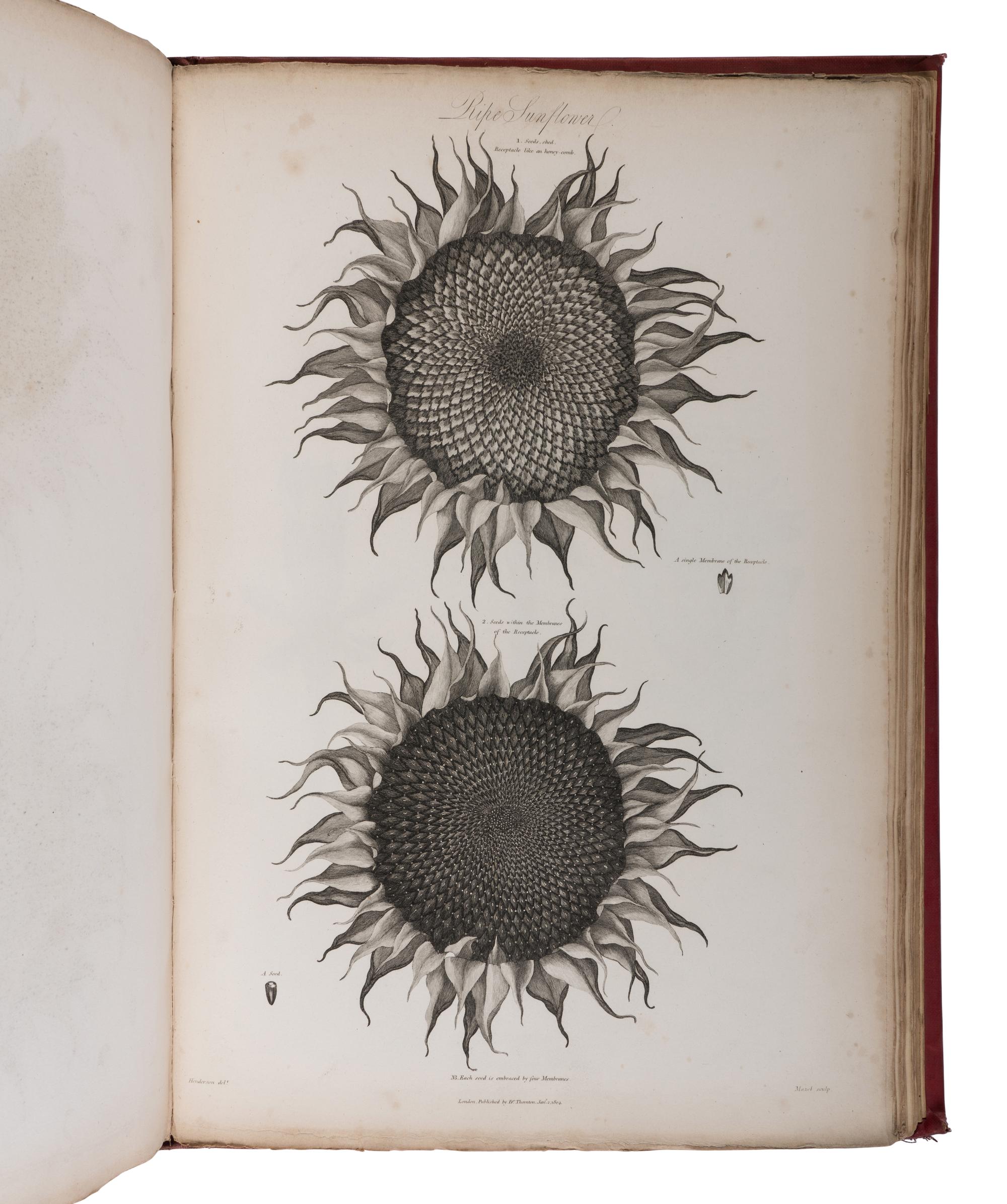 [NATURAL HISTORY]. THORNTON, Robert John (1768-1837). The Philosophy of Botany . London: T. Bensley for the publishers, White, Johnson and Co. ...and the author, [1799]-1810.