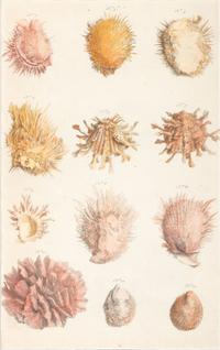 Six Hand-Colored Shell and Coral Engravings