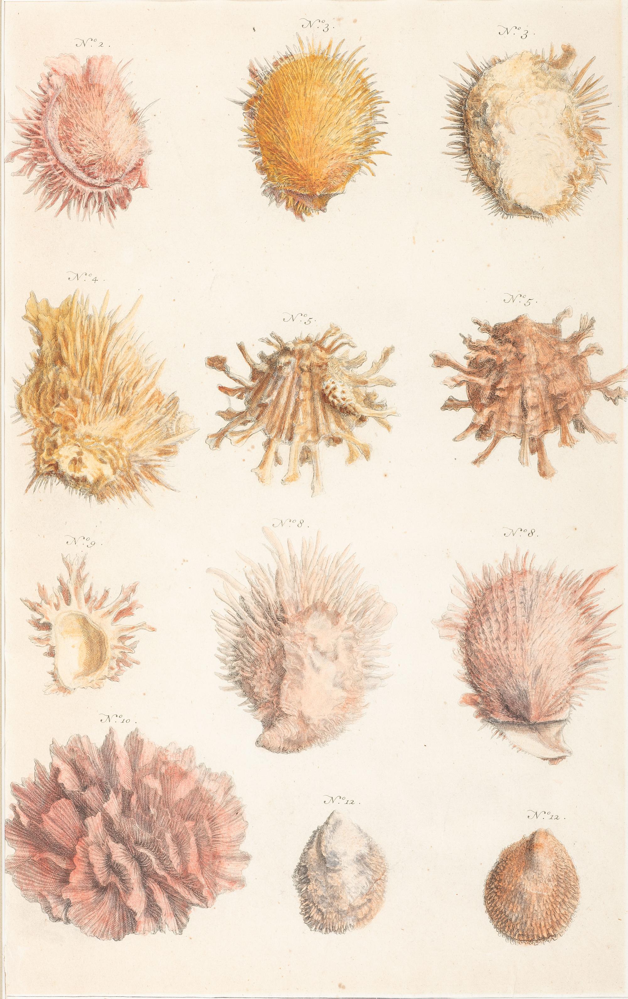 Six Hand-Colored Shell and Coral Engravings