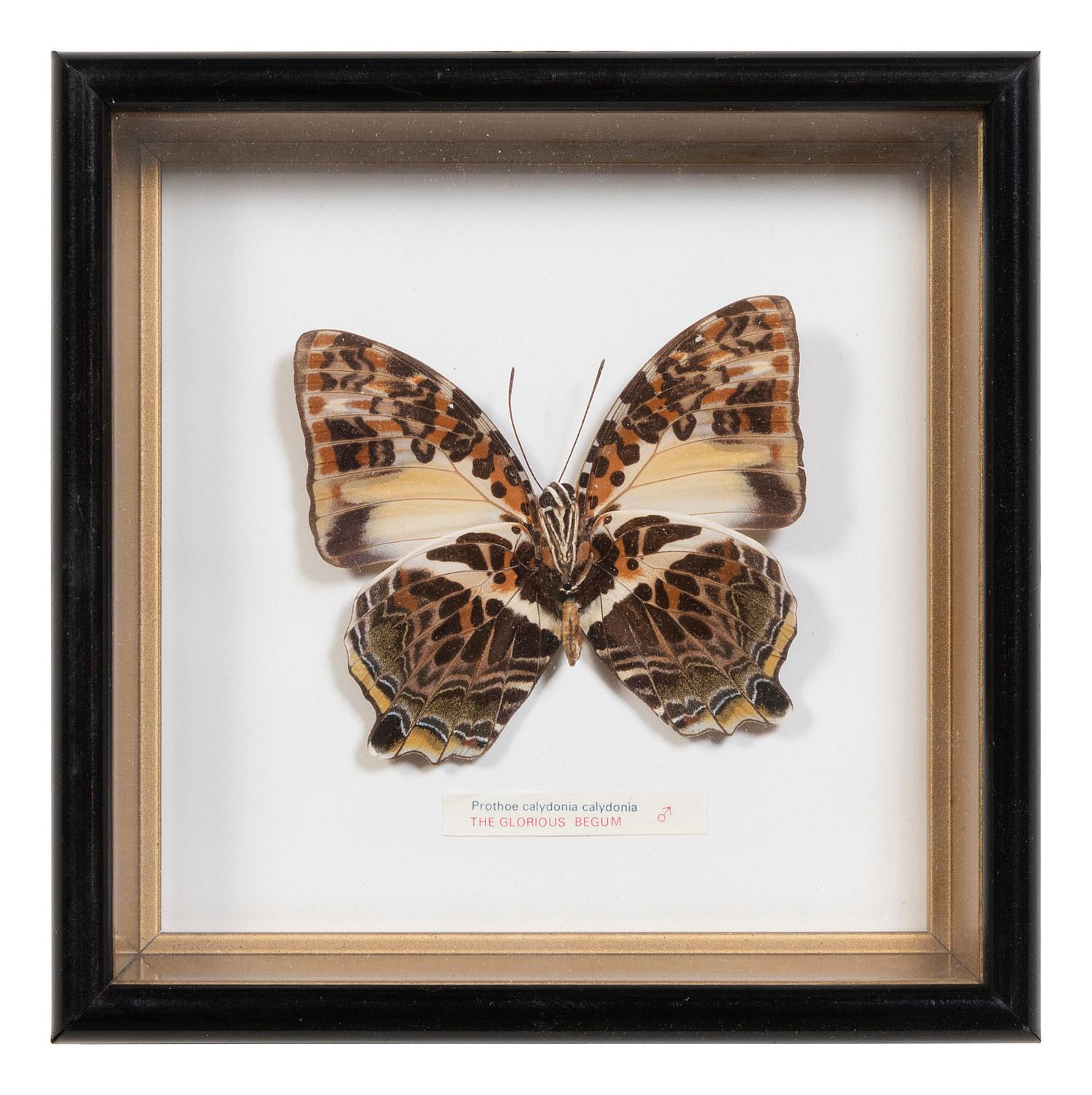 Seven Framed Groups of Lepidopterological Specimens
