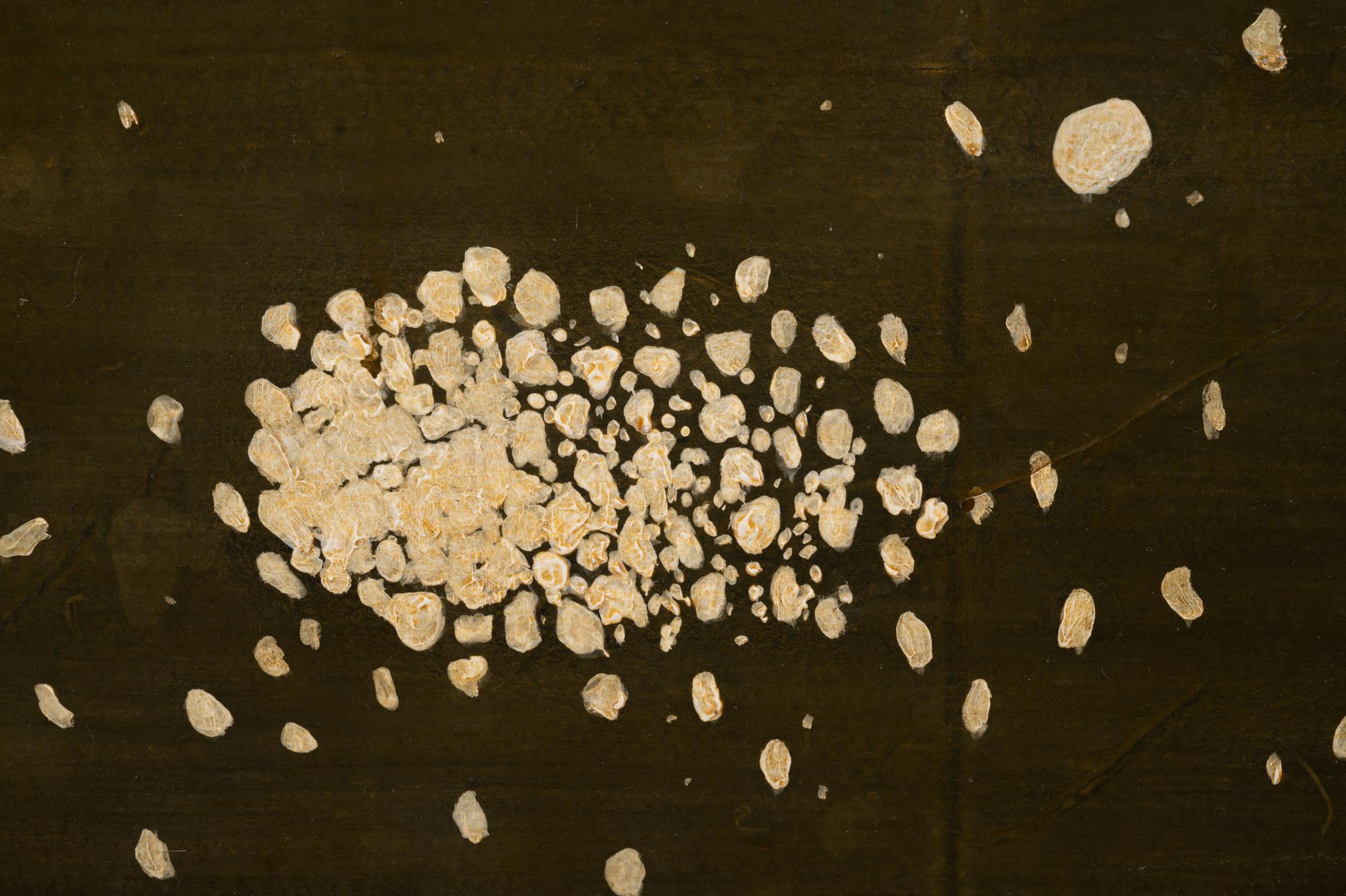 Pavement Evidence-Existence #1 (diptych), 2001, and Genetic Gem VII, 2002