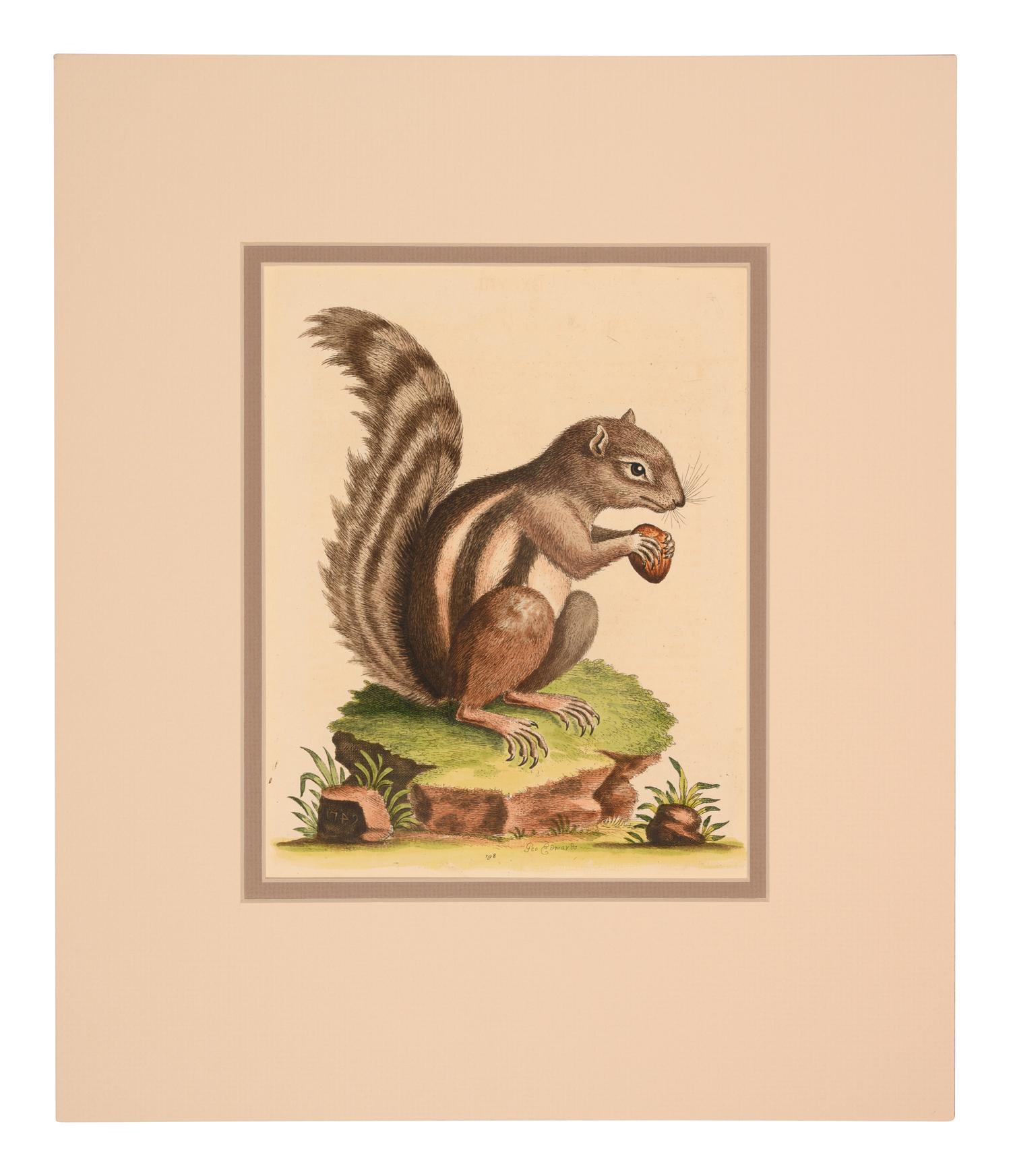 Seven English Hand-Colored Engravings After George Edwards (English, 1694-1773)