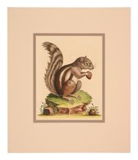 Seven English Hand-Colored Engravings After George Edwards (English, 1694-1773)