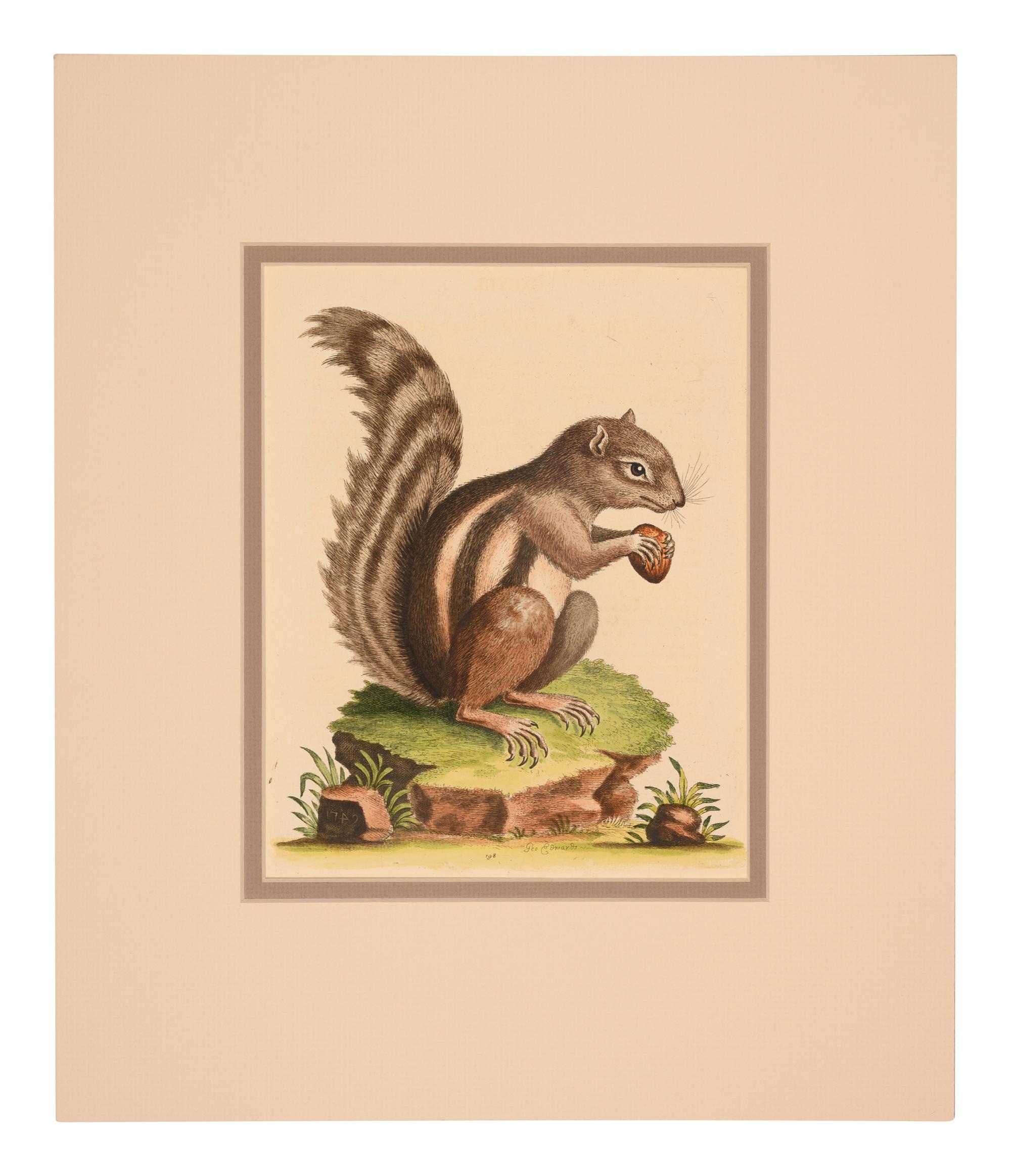 Seven English Hand-Colored Engravings After George Edwards (English, 1694-1773)