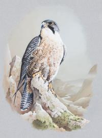 Terance James Bond, (British, b. 1946), Peregrine Falcon