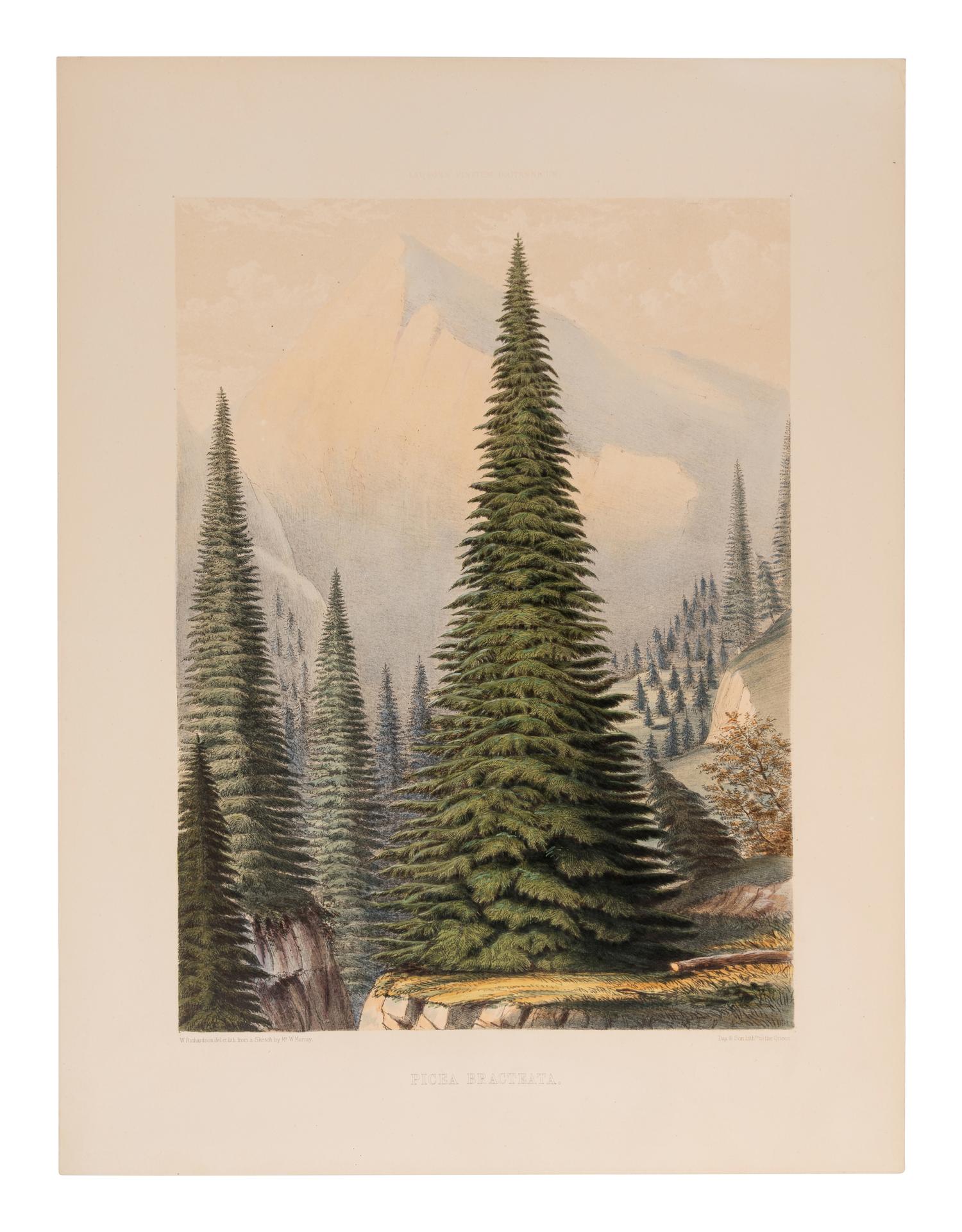 [RAVENSCROFT, Edward James (1816-1890)]. The Pinetum Britannicum. A Descriptive Account of Hardy Coniferous Trees cultivated in Great Britain . Edinburgh and London: Private Press of Peter Lawson & Son, [1863]-1884.