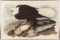 [NATURAL HISTORY] (AUDUBON, John James, after)