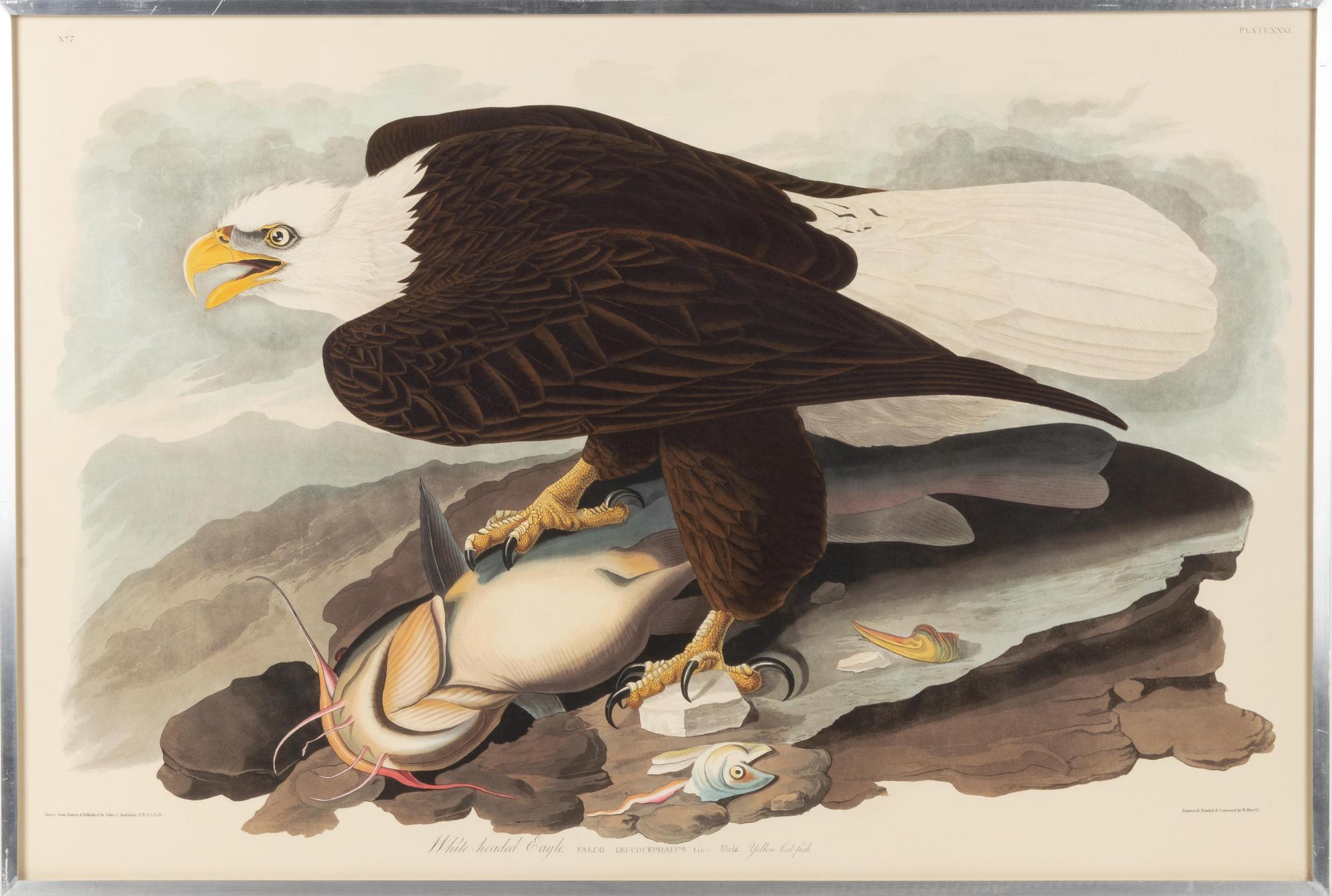 [NATURAL HISTORY] (AUDUBON, John James, after)