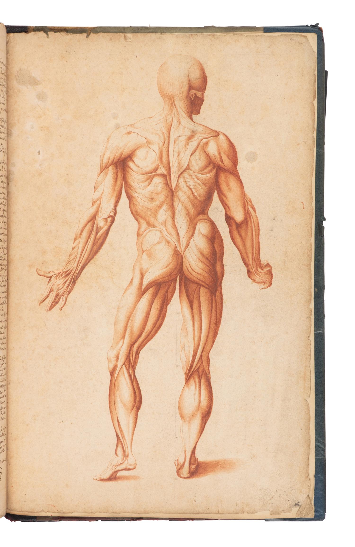 [SCIENCE & MEDICINE -MANUSCRIPT]. [After TORTEBAT, Francois (c 1616-1690), illustrator. -- PILES, Roger de (1635-1709)]. "Abrege d'Anatomie Accommode aux Arts de Peinture et de Sculpture. " [France, ca 17th- early 18th century].