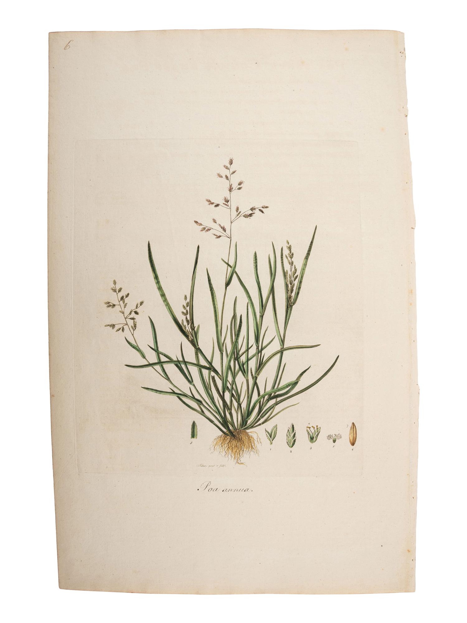 A Group of Avian and Botanical Prints