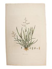 A Group of Avian and Botanical Prints