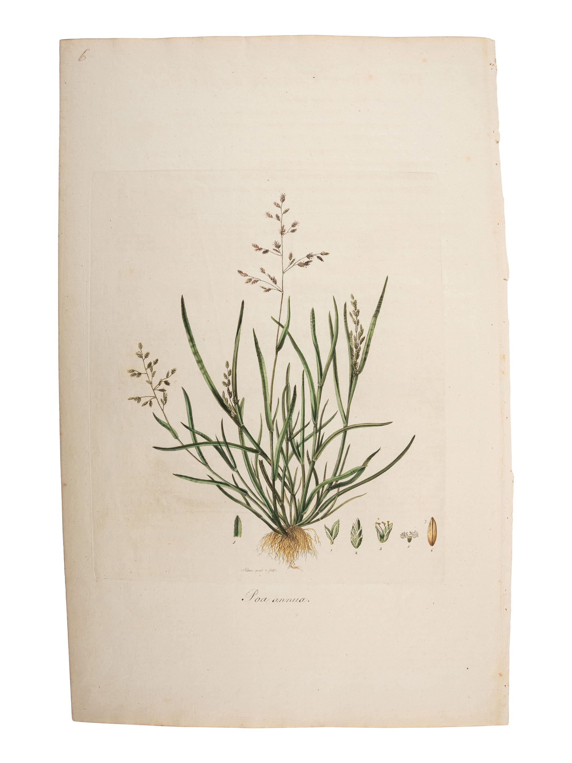 A Group of Avian and Botanical Prints