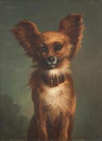 A Papillon