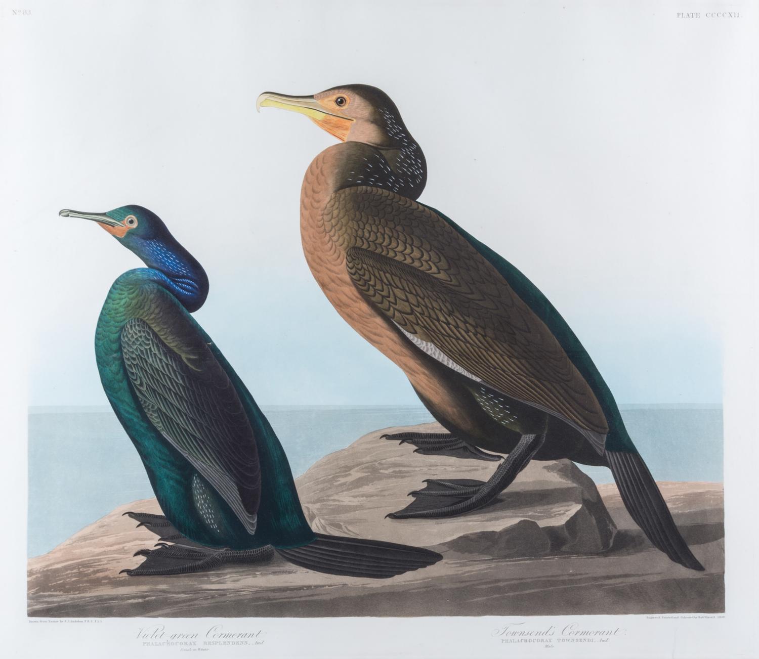 (AUDUBON, JOHN JAMES, after) HAVELL, ROBERT. Violet-green Cormorant, plate CCCCXII