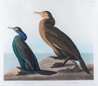 (AUDUBON, JOHN JAMES, after) HAVELL, ROBERT. Violet-green Cormorant, plate CCCCXII