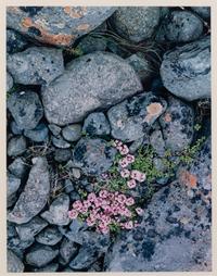 Iceland - '75 - Rocks and Flowers, Iceland - 1975 - Stream, and Iceland - 1972 - Waterfall (a group of three works)