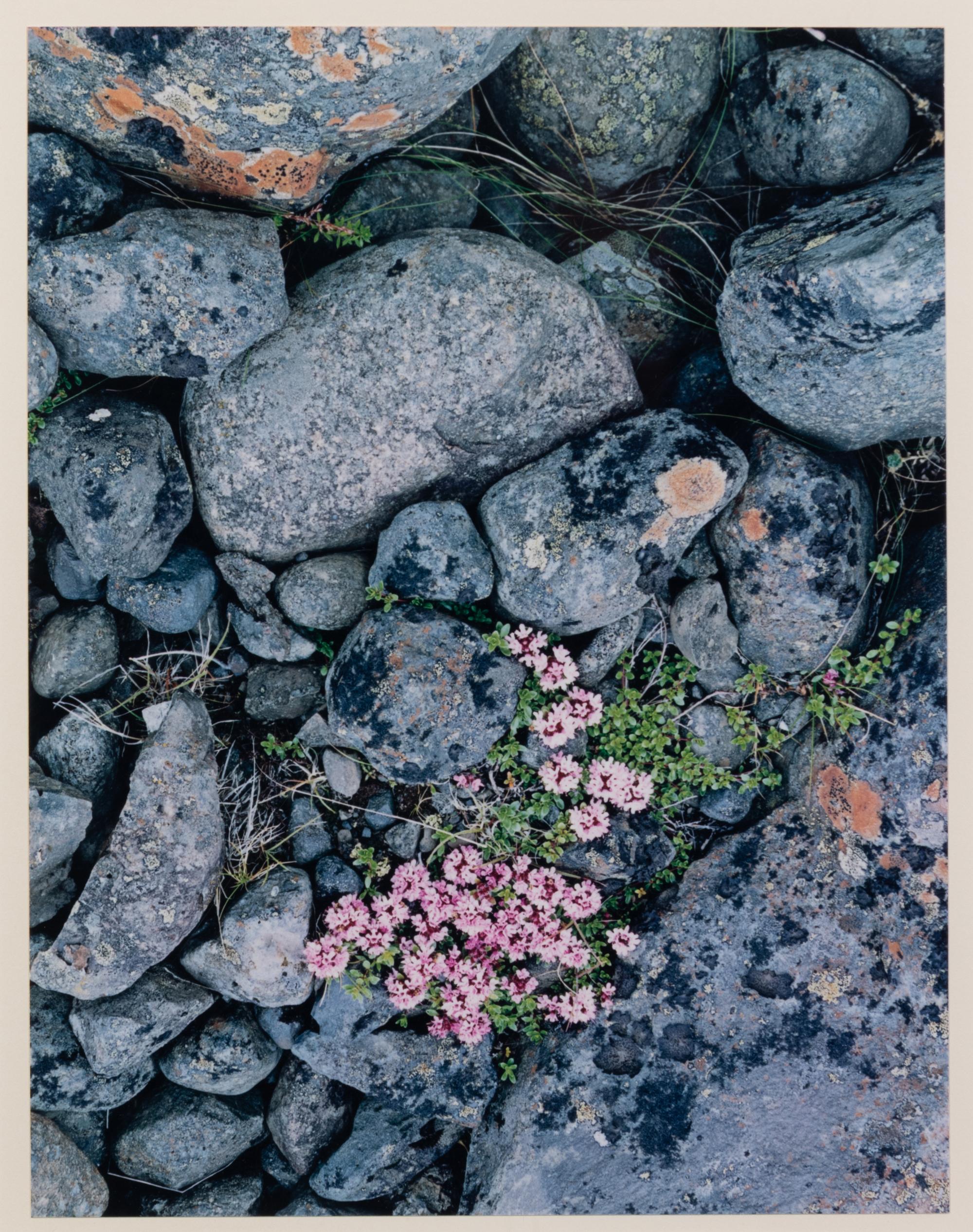 Iceland - '75 - Rocks and Flowers, Iceland - 1975 - Stream, and Iceland - 1972 - Waterfall (a group of three works)