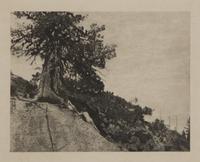 Anne W. Brigman (1869-1950) Dryads (from 'Camera Work' No. 44). 1913. Photogravure on tissue.