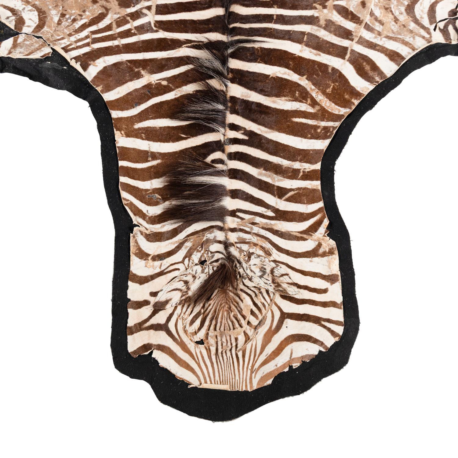 A Taxidermy Zebra Rug