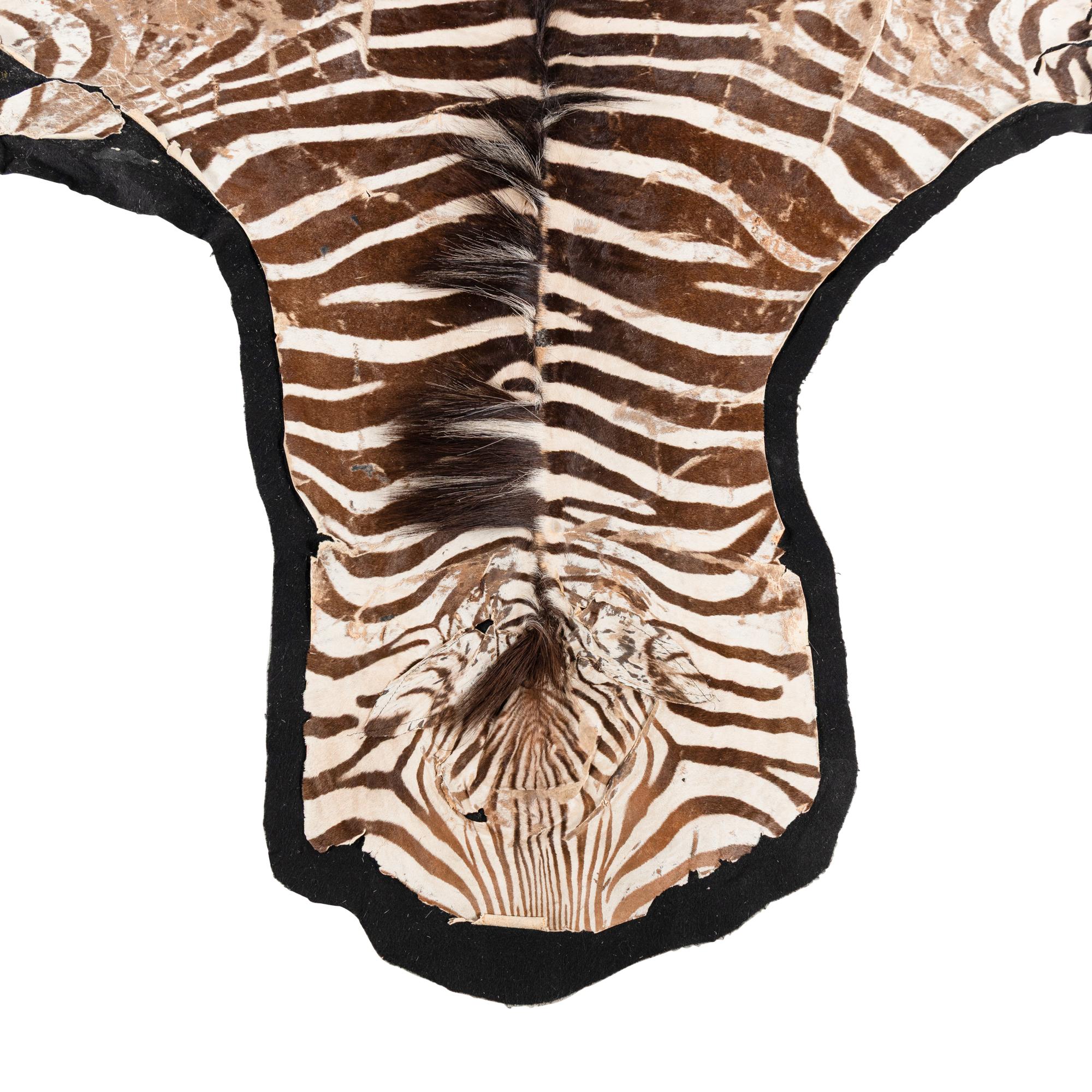 A Taxidermy Zebra Rug