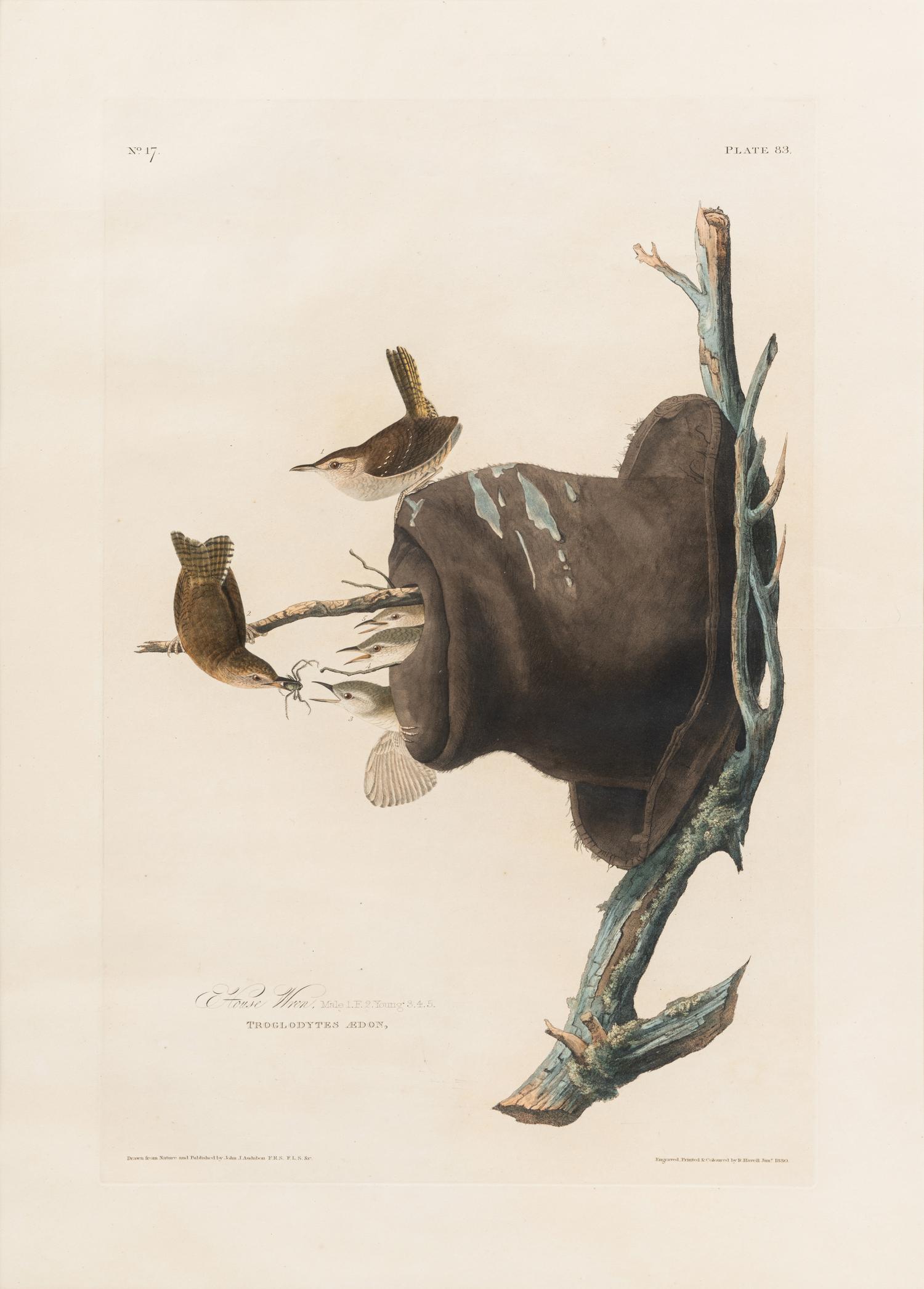 AUDUBON, John James (1785-1851) House Wren (Plate 83)