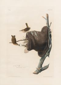 AUDUBON, John James (1785-1851) House Wren (Plate 83)