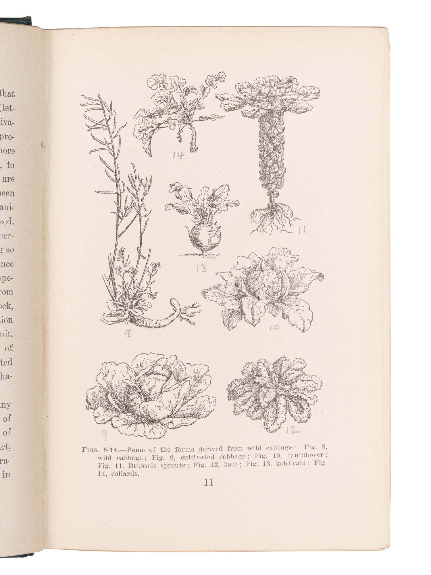[BOTANY -- PLANT HYBRIDIZATION]. A group of 25 works, including: