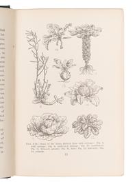 [BOTANY -- PLANT HYBRIDIZATION]. A group of 25 works, including: