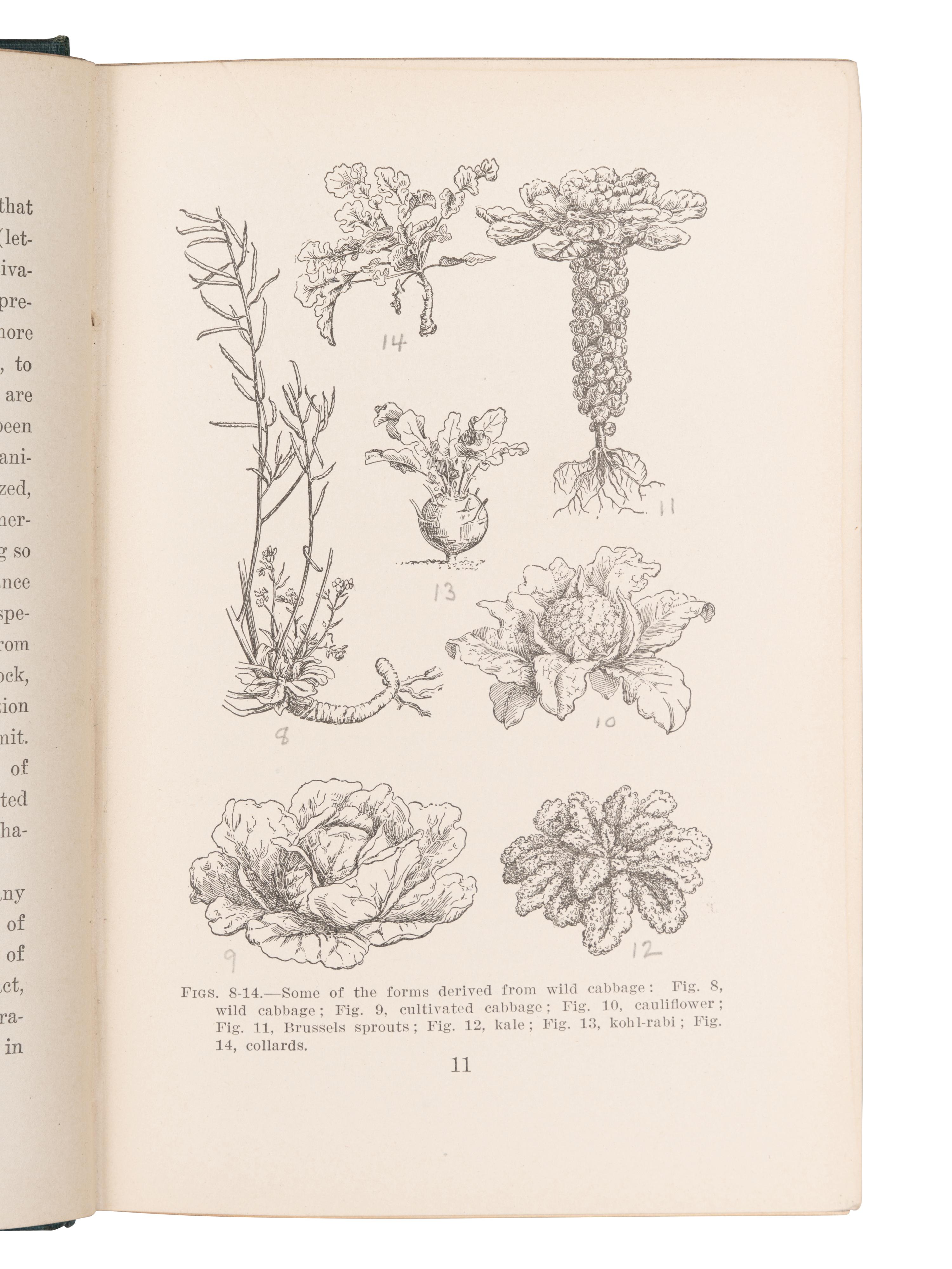 [BOTANY -- PLANT HYBRIDIZATION]. A group of 25 works, including: