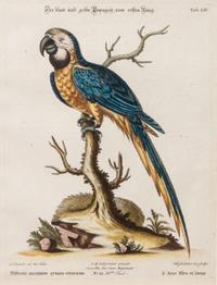 Two Hand-Colored Etchings by Johann Sebastian Leitner 10 3/8 x 8 inches. — AFTER GEORGE EDWARDS, 18TH CENTURY