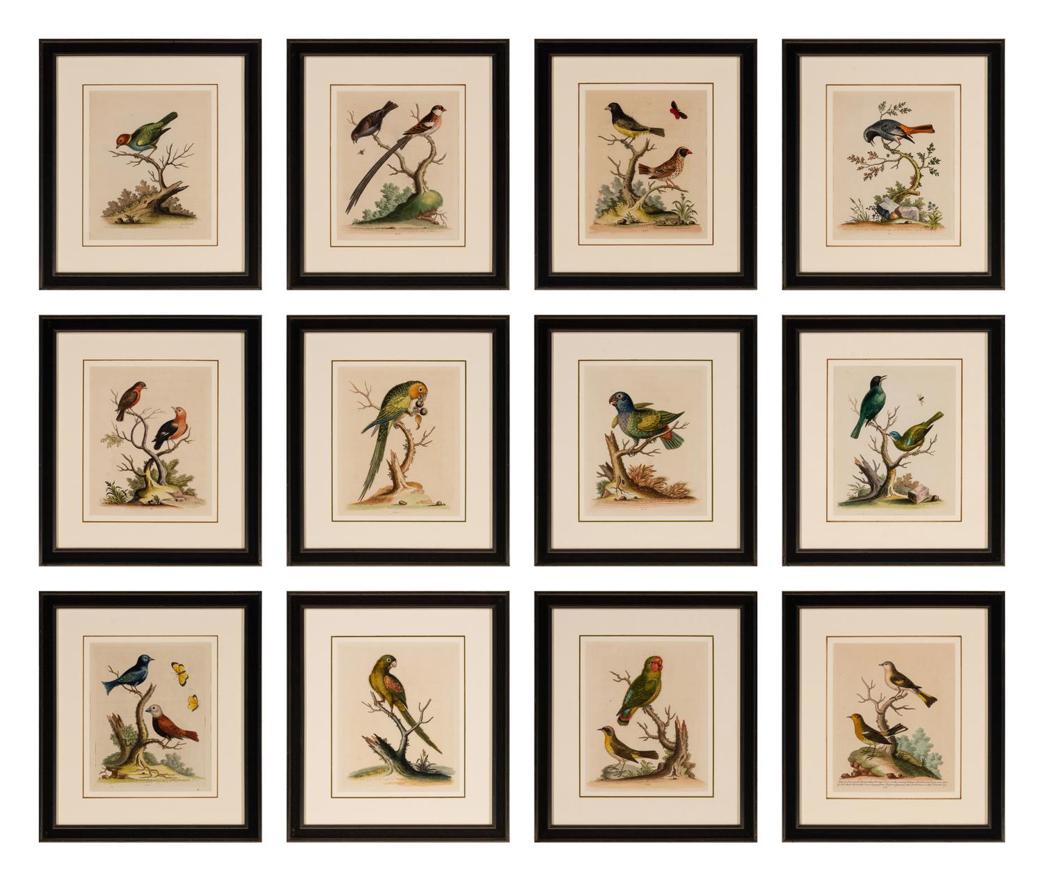 A Set of Twelve Hand Colored Bird Engravings by George Edwards (English, 1694-1773)