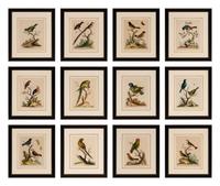A Set of Twelve Hand Colored Bird Engravings by George Edwards (English, 1694-1773)