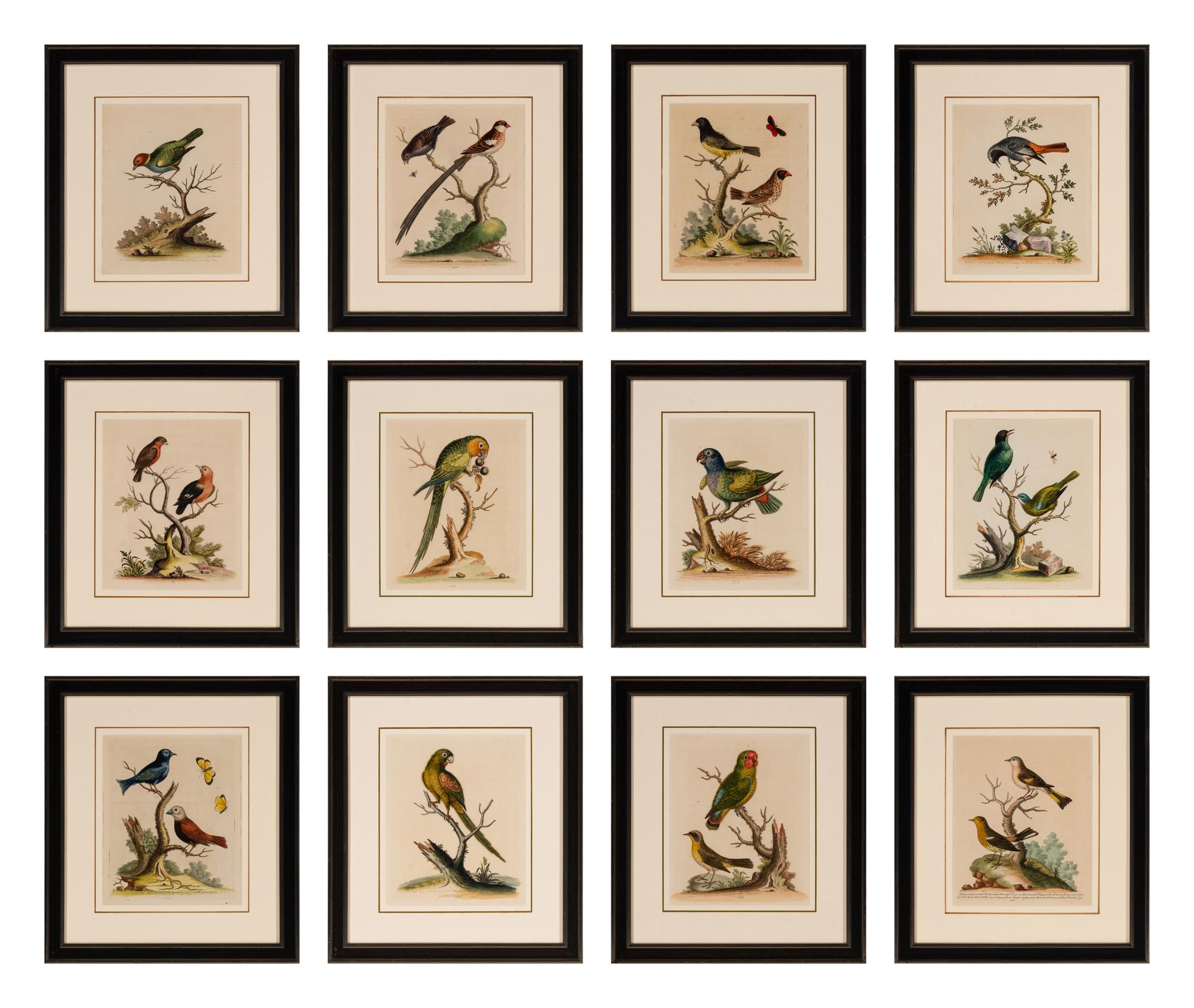 A Set of Twelve Hand Colored Bird Engravings by George Edwards (English, 1694-1773)