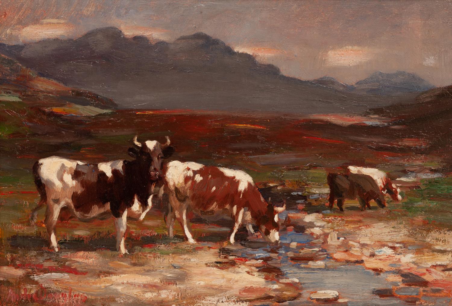 Crofters Cattle