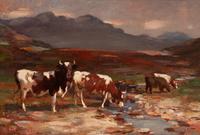 Crofters Cattle