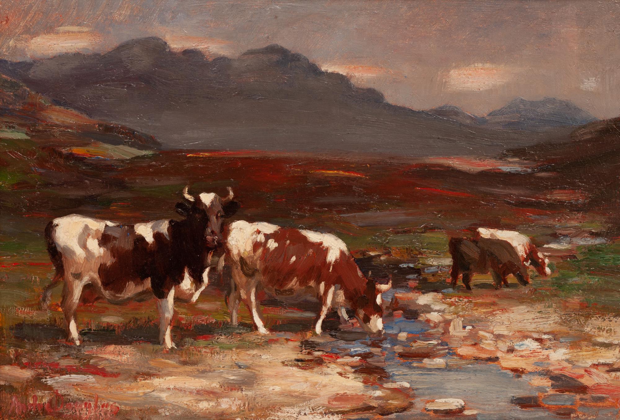 Crofters Cattle