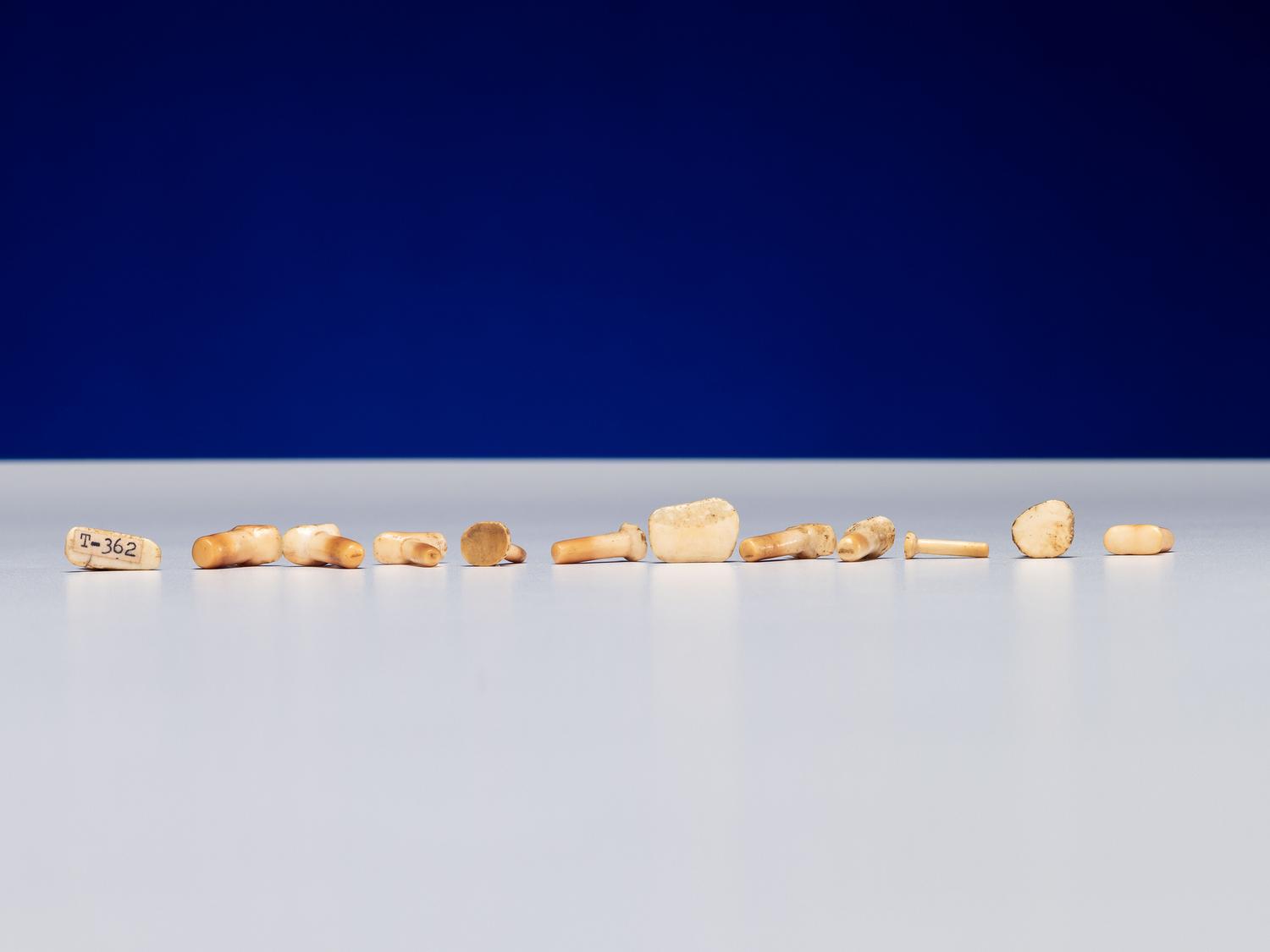 Inupiat Fossilized Walrus Ivory Labrets