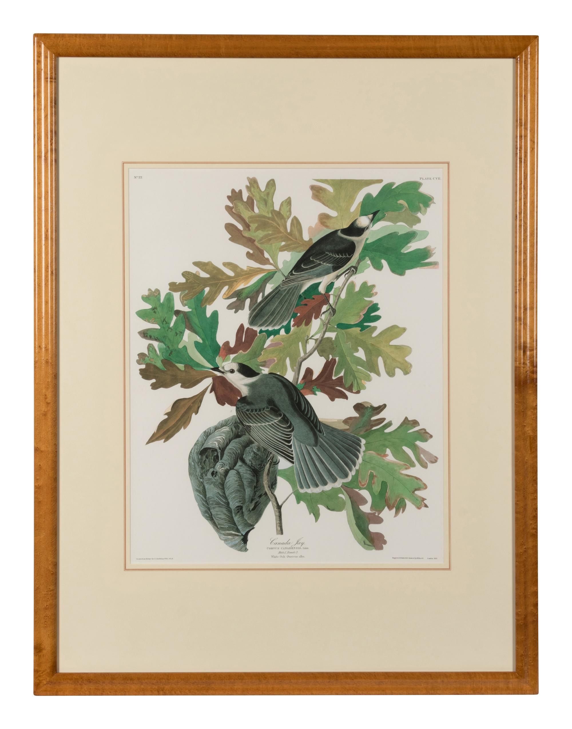 [AUDUBON]. Canada Jay. 20th century reproduction. Matted and framed.