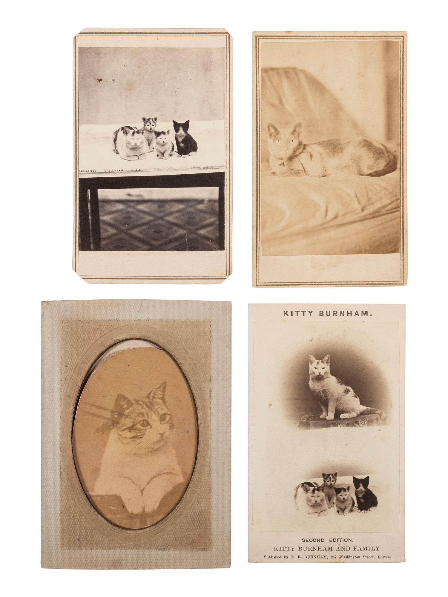 [EARLY PHOTOGRAPHY]. 6 CDVs of cats, including a portrait of a man with a feline perched on his shoulder by H. J. RODGERS, New Haven, CT.