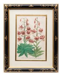 A Group of Johannes Weinamann Botanical Prints from Phytanthoza Iconographia (1737-1745)