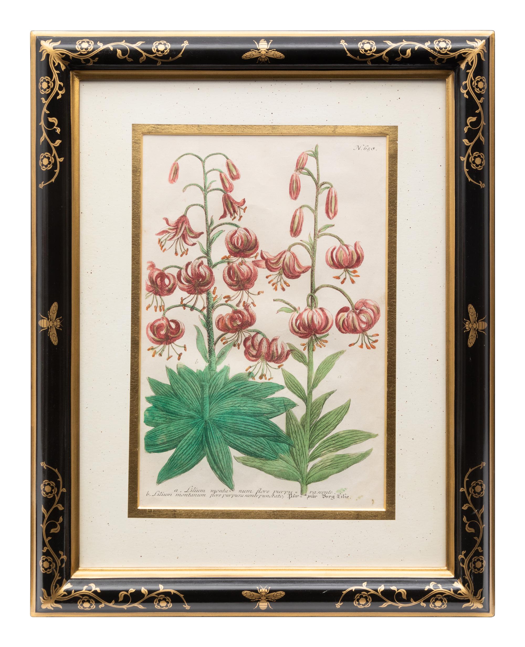 A Group of Johannes Weinamann Botanical Prints from Phytanthoza Iconographia (1737-1745)