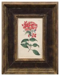 A Group of Four Hand-Colored Botanical Engravings Largest: 21 1/2 x 17 1/2 inches overall.