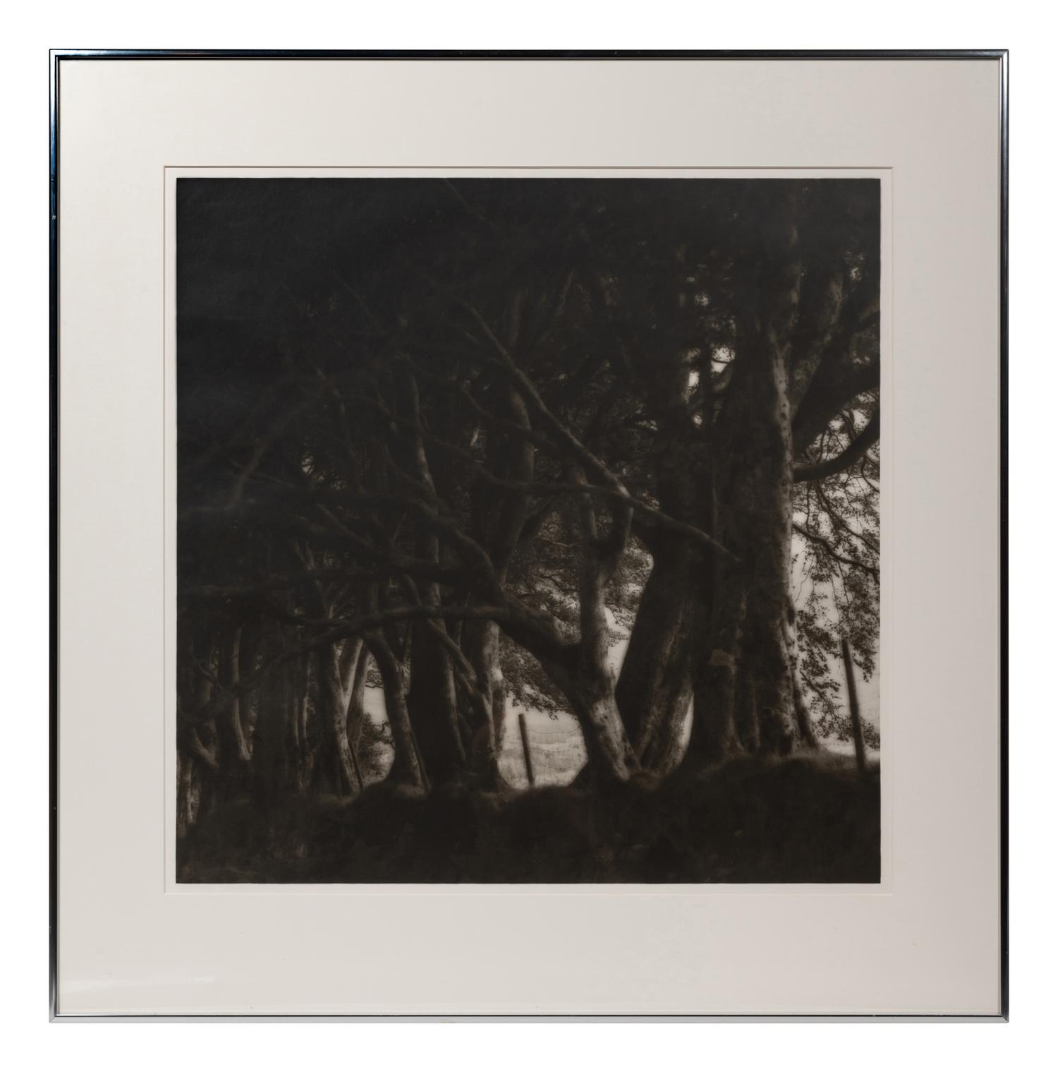 A pair of photographs from the South of England series ( Path and Gate; Trees)