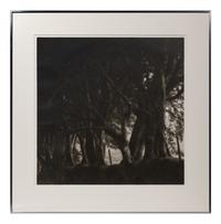 A pair of photographs from the South of England series ( Path and Gate; Trees)